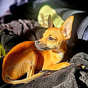 Mia participe au concours pour gagner de l'argent avec cette photo : attention, blanket, bokeh, brown_fur, chihuahua, cozy, dog, ears, indoor, nose, pet, portrait, puppy, relaxed, shadow, small_dog, sunlight, tail, texture, whiskers
