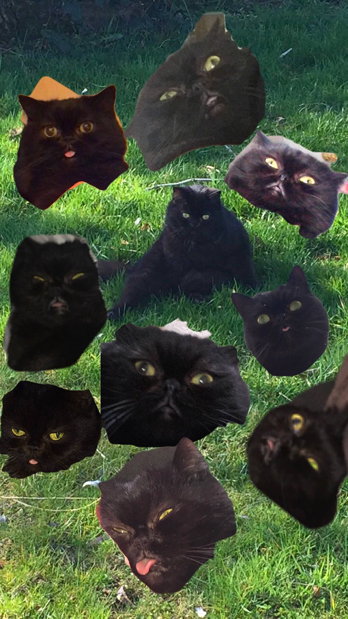 Shifu participe au concours pour gagner de l'argent avec cette photo : black, bombay, carnivore, cat, eye, felidae, flower, grass, green, groundcover, mammal, organism, petal, plant, small_to_medium_sized_cats, snout, terrestrial_animal, terrestrial_plant, vertebrate, whiskers