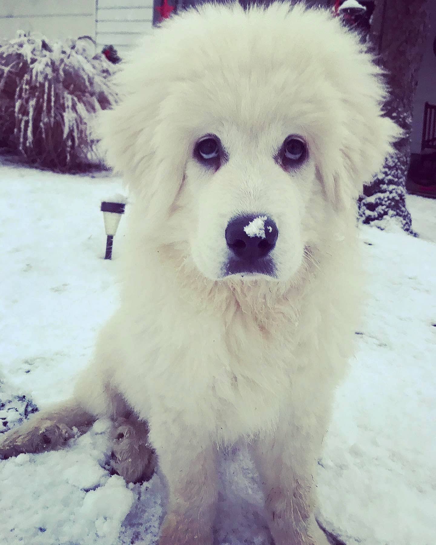 Gus joined the competition — help win amazing prizes! ancient_dog_breeds, canidae, carnivore, companion_dog, dog, dog_breed, freezing, fur, ice, iris, natural_material, precipitation, snout, snow, sporting_group, textile, white, winter, working_animal