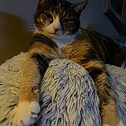 Diablo is registered to the contest to win money with this photo: cat, tabby, feline, pet, animal, fluffy, blanket, indoor, relaxed, stretching, paw, fur, whiskers, face, comfort, cozy, sleepy, resting, closeup, home