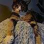 cat, tabby, feline, pet, animal, fluffy, blanket, indoor, relaxed, stretching, paw, fur, whiskers, face, comfort, cozy, sleepy, resting, closeup, home