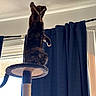 cat, feline, pet, standing, scratching_post, cat_tree, long_hair, dark_fur, tail, ears, whiskers, indoor, home, window, curtains, blue_curtains, ceiling, backlighting, silhouette, playful