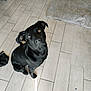 dog, black_dog, pet, floor, wooden_floor, indoor, animal, canine, looking_up, sitting, ears, eyes, shadow, bed, blanket, sock, home, domestic, fur, curious