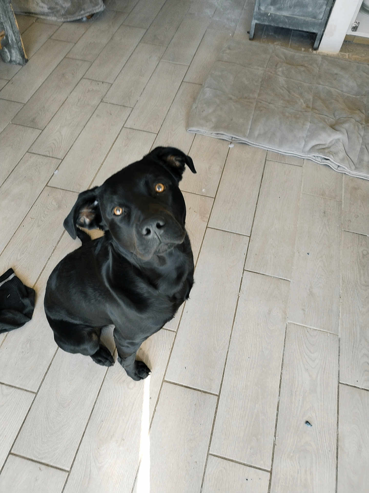 Aron a rejoint le concours — aidez-le/la à gagner de superbes lots ! dog, black_dog, pet, floor, wooden_floor, indoor, animal, canine, looking_up, sitting, ears, eyes, shadow, bed, blanket, sock, home, domestic, fur, curious