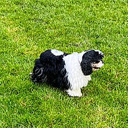 Schyiro a rejoint le concours — aidez-le/la à gagner de superbes lots ! animal, black_and_white, canine, curly_fur, cute, daylight, dog, domestic_animal, fur, grass, green, lawn, mammal, nature, outdoor, pet, playful, side_view, standing, summer