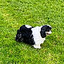 animal, black_and_white, canine, curly_fur, cute, daylight, dog, domestic_animal, fur, grass, green, lawn, mammal, nature, outdoor, pet, playful, side_view, standing, summer