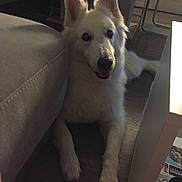 Cheyenne a rejoint le concours — aidez-le/la à gagner de superbes lots ! berger_blanc_suisse, canaan_dog, canadian_eskimo_dog, carnivoran, dog, dog_breed, dog_breed_group, dog_like_mammal, east_siberian_laika, korean_jindo_dog, native_american_indian_dog, northern_inuit_dog, pungsan_dog, samoyed, siberian_husky, snout, tamaskan_dog, utonagan, white_shepherd, wolfdog