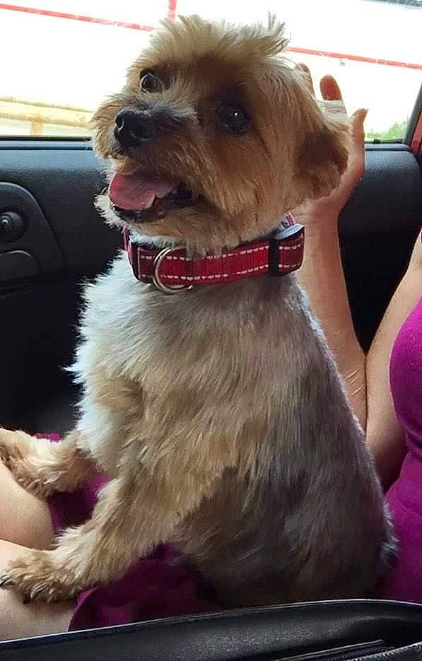 Titi a rejoint le concours — aidez-le/la à gagner de superbes lots ! canidae, car, carnivore, collar, companion_dog, dog, dog_breed, dog_collar, door, fashion_accessory, fur, leash, liver, small_terrier, snout, sporting_group, terrier, toy_dog, working_animal, yorkipoo