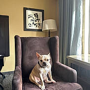 Doodle is registered to the contest to win money with this photo: animal, armchair, artwork, beige, brown, canine, carpet, chair, curtains, dog, domestic, french_bulldog, furniture, indoor, lamp, light, pet, relaxing, wall, window