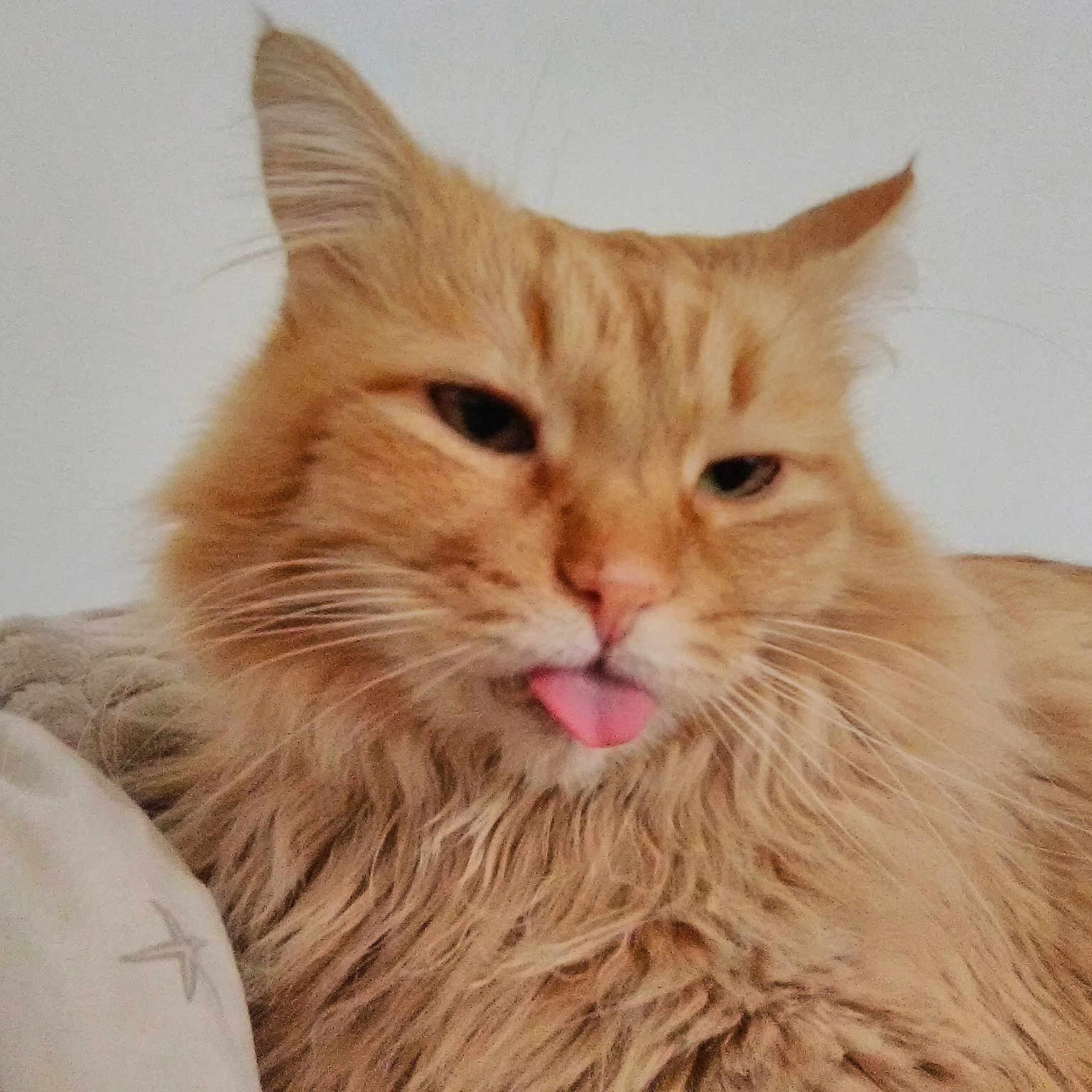Cheshire is registered to the contest to win money with this photo: aegean_cat, arabian_mau, asian, asian_semi_longhair, australian_mist, carnivore, cat, cymric, domestic_long_haired_cat, european_shorthair, fawn, felidae, fur, maine_coon, mammal, ragamuffin, small_to_medium_sized_cats, tabby_cat, vertebrate, whiskers