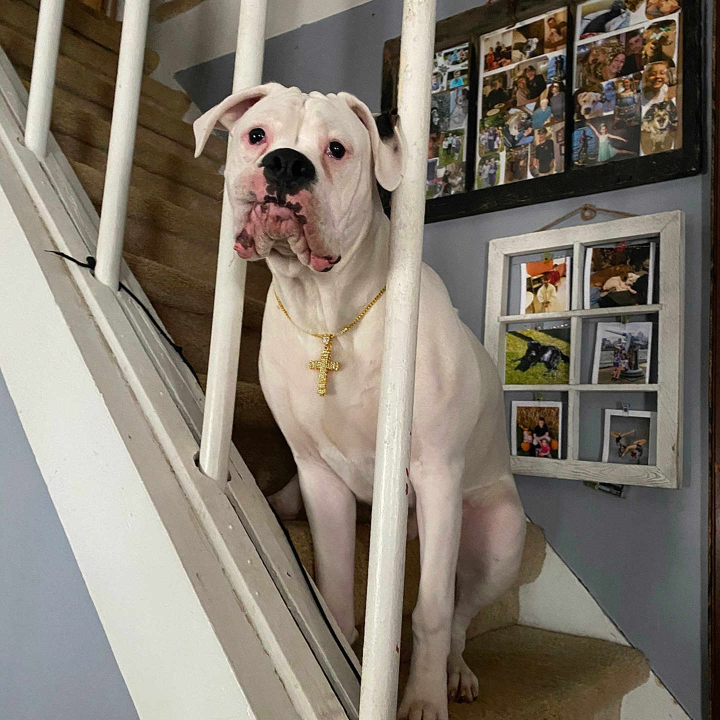 Zeus is registered to the contest to win money with this photo: animal, canine, carpet, cross_necklace, decor, dog, furniture, home, indoor, looking_up, necklace, pet, photo_collage, portrait, railing, sitting, staircase, stairs, wall, white_dog