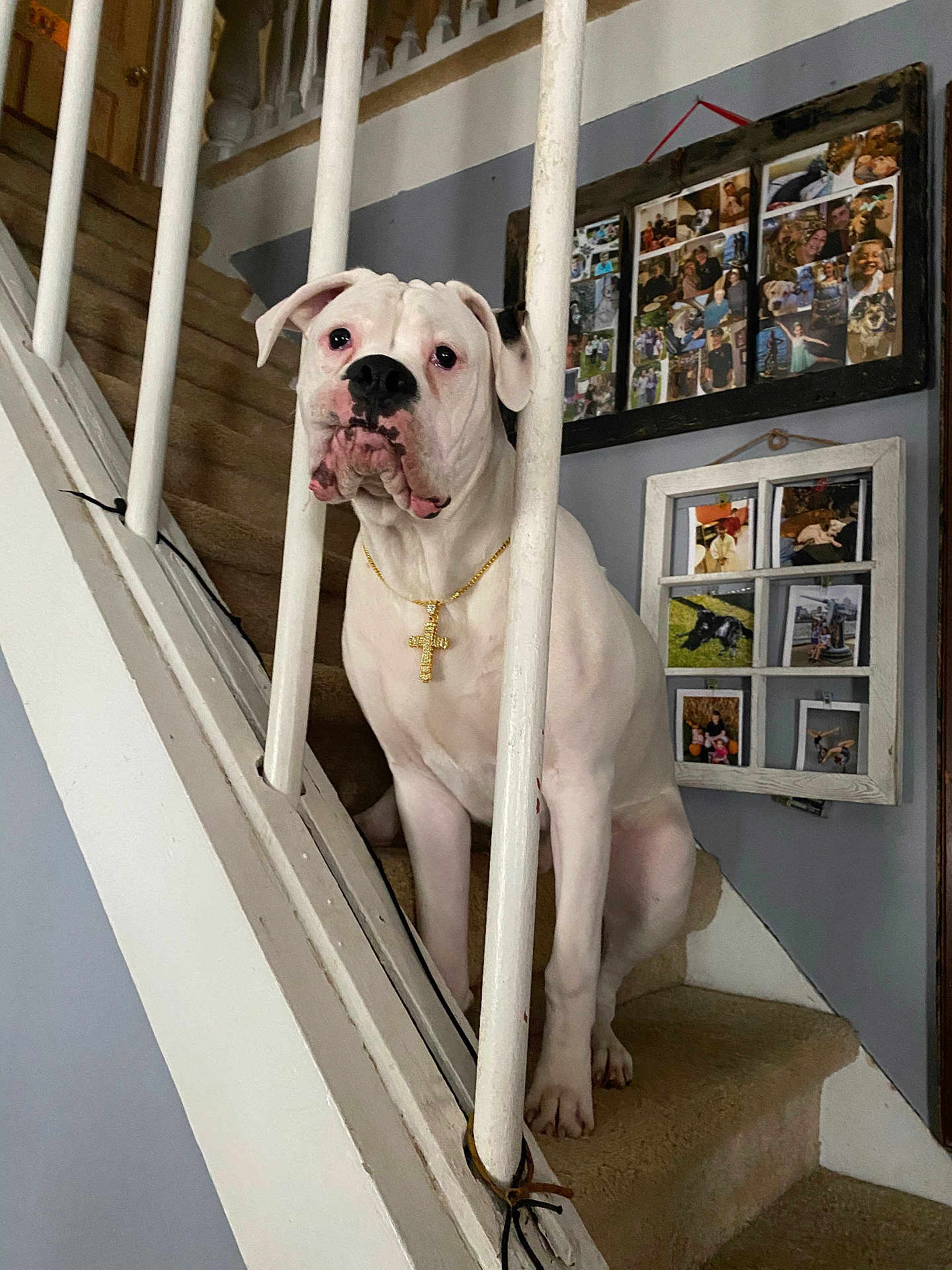 Zeus