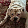 Zeus is registered to the contest to win money with this photo: animal, bulldog, carpet, close_up, companion, cute, dog, domestic_animal, ears, expression, face, floor, fur, indoor, lying_down, paws, pet, portrait, resting, white_dog