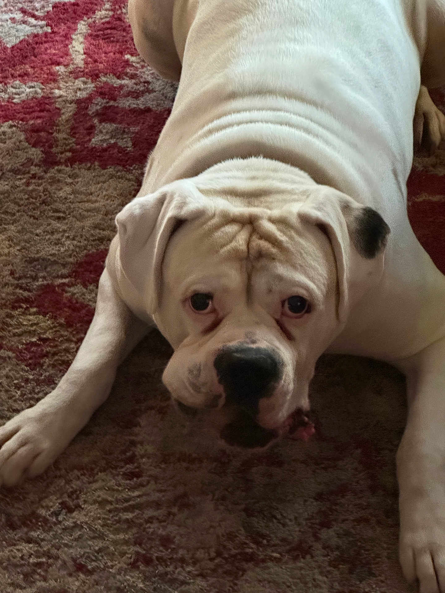 Zeus