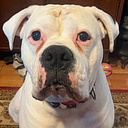 Zeus is registered to the contest to win money with this photo: animal, black_nose, carpet, closeup, collar, curious, dog, ears, expression, eyes, floor, furniture, household, indoor, looking, pet, portrait, seated, white_dog, wooden_cabinet