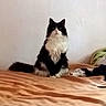 Mistik participe au concours pour gagner de l'argent avec cette photo : cat, black_and_white, fluffy, animal, pet, bed, blanket, orange, indoor, feline, sitting, fur, looking_at_camera, calm, domestic, white_wall, texture, resting, cozy, quiet