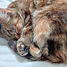 Pépite a rejoint le concours — aidez-le/la à gagner de superbes lots ! cat, tabby, sleeping, curled_up, fur, whiskers, paw, pet, animal, cozy, cute, resting, domestic_animal, feline, soft, close_up, relaxation, indoor, blanket, peaceful