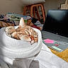 blanket, book, brown_tabby, cat, clutter, computer, cozy, feline, fur, household, indoor, laptop, paw, relaxed, resting, soft_light, table, technology, towel, wooden_chair