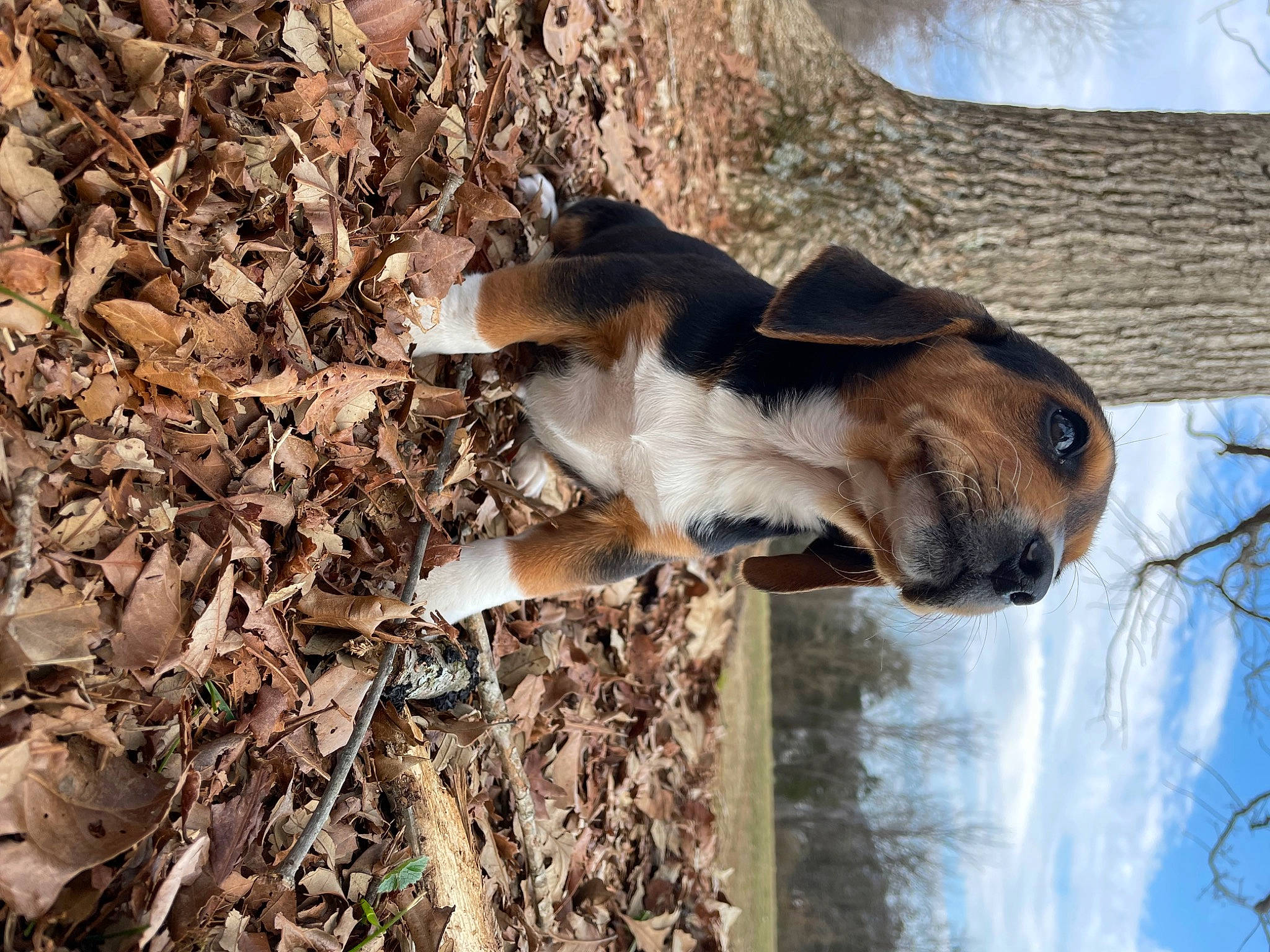 Enzo is registered to the contest to win money with this photo: adventure, canidae, carnivore, dog, dog_breed, fur, hunting_dog, landscape, plant, rock, sky, soil, sporting_group, terrestrial_animal, tree, trunk, twig, wood, working_animal