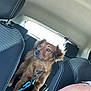 accessories, animal, belt, canine, car, car_interior, carseat, cockerspaniel, cushion, dog, headrest, homedecor, pet, puppy, transportation, vehicle