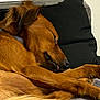 Skippy participe au concours pour gagner de l'argent avec cette photo : animal, architecture, armchair, canine, chair, colthorse, couch, cushion, dog, furniture, goldenretriever, homedecor, horse, hound, linen, person, pet, puppy, sleeping, terrier