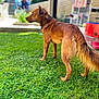 accessories, animal, backyard, ball, canine, dog, field, football, goldenretriever, grass, lawn, nature, outdoors, pet, plant, soccer, soccerball, sport, strap, yard