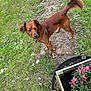 Skippy participe au concours pour gagner de l'argent avec cette photo : animal, backyard, canine, dog, flower, garden, geranium, grass, herbal, herbs, jar, nature, outdoors, pet, plant, planter, pottedplant, pottery, soil, vase
