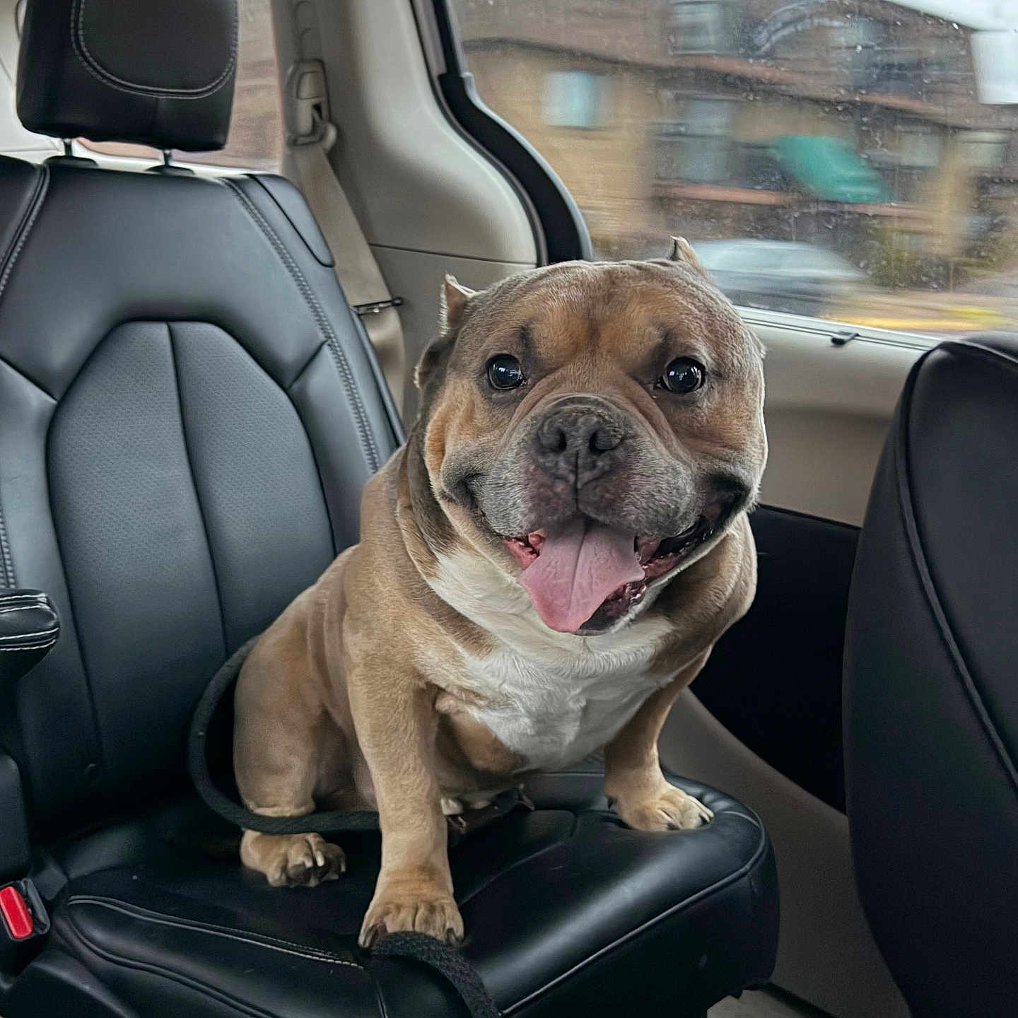 Zues joined the competition — help win amazing prizes! dog, car_interior, leather_seat, window, rain, tongue_out, happy, pet, animal, canine, transportation, seatbelt, smiling, domestic_animal, vehicle, backseat, fur, headrest, daytime, closeup