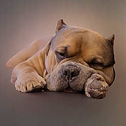 Zues is registered to the contest to win money with this photo: bulldog, puppy, sleeping, dog, pet, closeup, resting, cute, animal, canine, adorable, face, paw, fur, domestic_animal, young, calm, relaxation, portrait, mammal