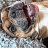 animal, brown, bulldog, close_up, cute, dog, expression, face, fluffy, fur, indoors, lying_down, mouth_open, pet, portrait, relaxed, teeth, texture, tongue, white