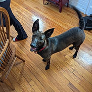 Coco is registered to the contest to win money with this photo: dog, indoor, wooden_floor, furniture, chair, person, pet, ears, tail, collar, happy, looking_up, home, floor, black_pants, red_socks, smiling, canine, domestic_animal, wood