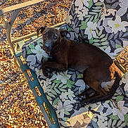 Coco Warwick joined the competition — help win amazing prizes! dog, puppy, black_dog, chair, cushion, floral_pattern, outdoor, sunlight, gravel, leaves, pet, resting, animal, nature, summer, relaxing, cute, young_dog, garden, daylight