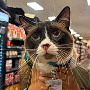 Benny joined the competition — help win amazing prizes! cat, tuxedo_cat, animal, pet, portrait, close_up, whiskers, blue_eyes, pointed_ears, collar, leash, bell, identification_badge, being_held, store, grocery_store, shelves, indoor, fluorescent_lighting, funny