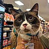 cat, tuxedo_cat, animal, pet, portrait, close_up, whiskers, blue_eyes, pointed_ears, collar, leash, bell, identification_badge, being_held, store, grocery_store, shelves, indoor, fluorescent_lighting, funny