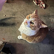 Tiger joined the competition — help win amazing prizes! cat, orange_cat, white_cat, pet, animal, floor, concrete, messy, cloth, indoor, whiskers, looking_up, curious, feline, sitting, fur, domestic_cat, closeup, green_eyes, shadow