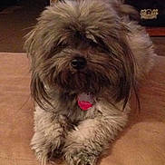 Tek joined the competition — help win amazing prizes! dog, fluffy, shaggy, pet, indoor, cushion, brown, fur, relaxed, paws, cozy, home, animal, cute, companion, laying, furry, domestic, calm, portrait