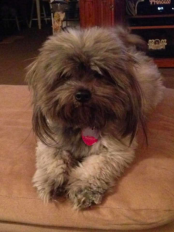 Tek joined the competition — help win amazing prizes! dog, fluffy, shaggy, pet, indoor, cushion, brown, fur, relaxed, paws, cozy, home, animal, cute, companion, laying, furry, domestic, calm, portrait