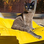 Misty participe au concours pour gagner de l'argent avec cette photo : animal, cat, closeup, cozy, domestic_cat, feline, fur, gray_cat, outdoor, pet, portrait, relaxed, resting, shadow, sunlight, whiskers, window, wooden_floor, yellow_cushion, yellow_eyes