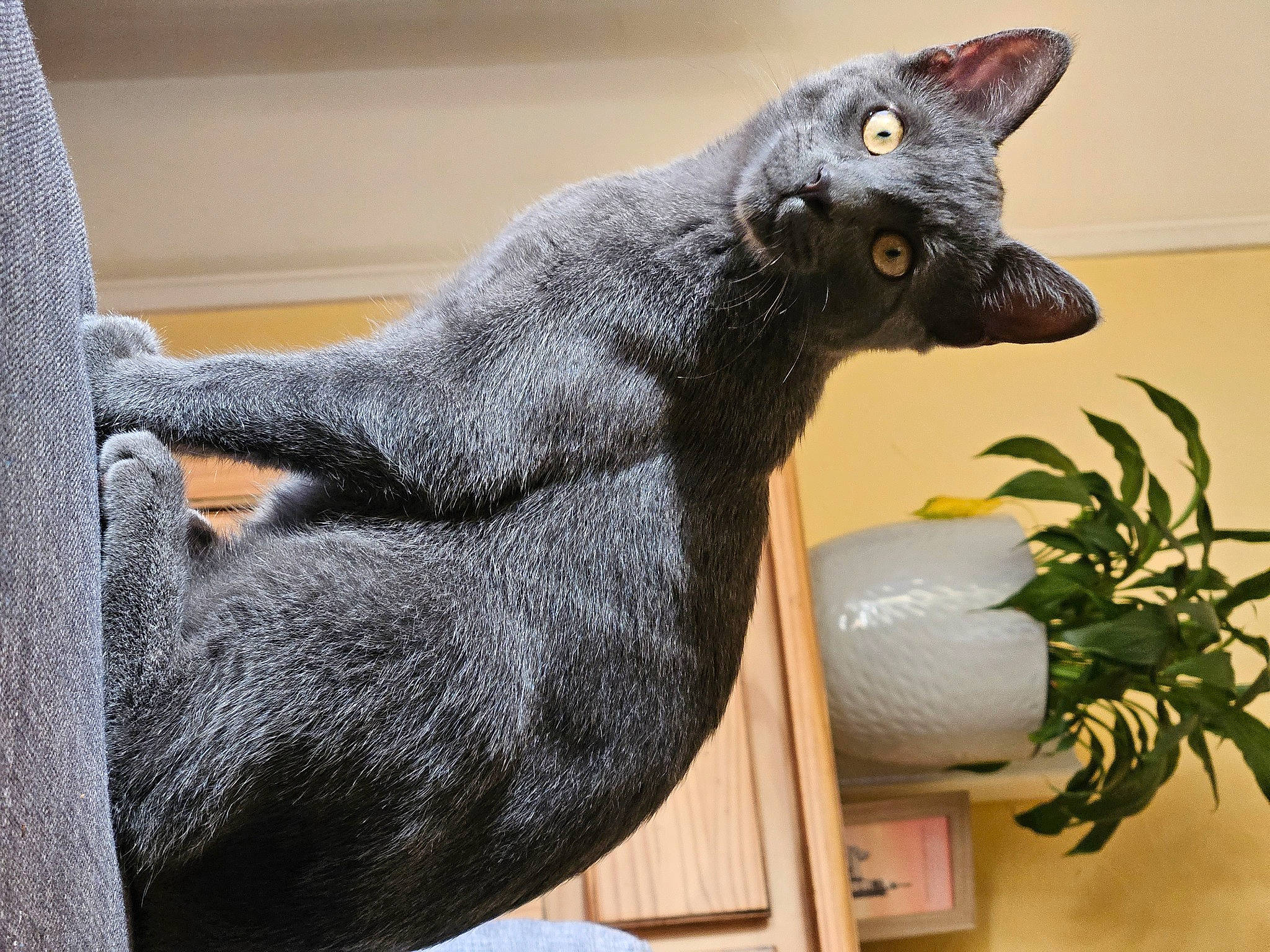 Misty participe au concours pour gagner de l'argent avec cette photo : art, black_cat, carnivore, cat, domestic_short_haired_cat, fawn, felidae, flowerpot, fur, grey, herb, houseplant, pet_supply, plant, sculpture, small_to_medium_sized_cats, snout, tail, whiskers, window