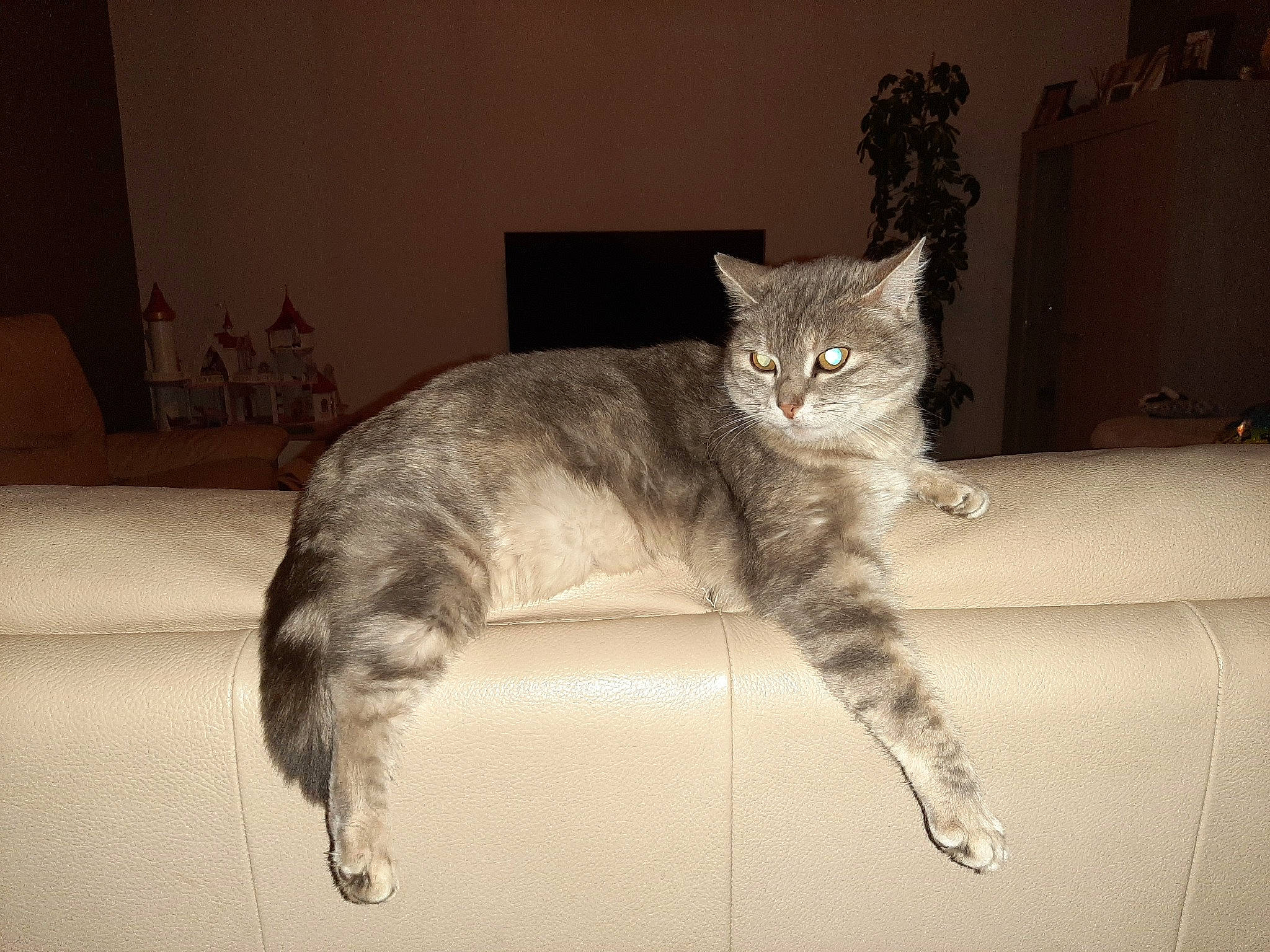 Bibiche participe au concours pour gagner de l'argent avec cette photo : asian, asian_semi_longhair, british_semi_longhair, carnivore, cat, domestic_short_haired_cat, european_shorthair, felidae, fur, kurilian_bobtail, mammal, norwegian_forest_cat, small_to_medium_sized_cats, tabby_cat, tail, vertebrate, whiskers