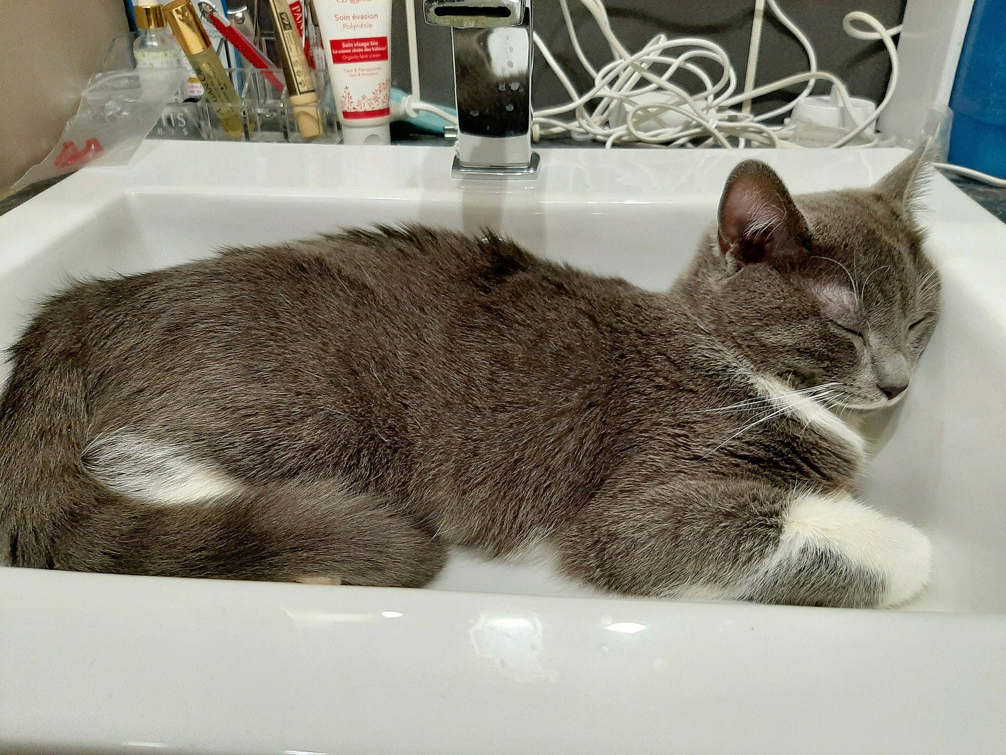 Poppy participe au concours pour gagner de l'argent avec cette photo : asian, carnivore, cat, domestic_short_haired_cat, ear, european_shorthair, felidae, fur, kitten, mammal, nap, small_to_medium_sized_cats, tabby_cat, whiskers