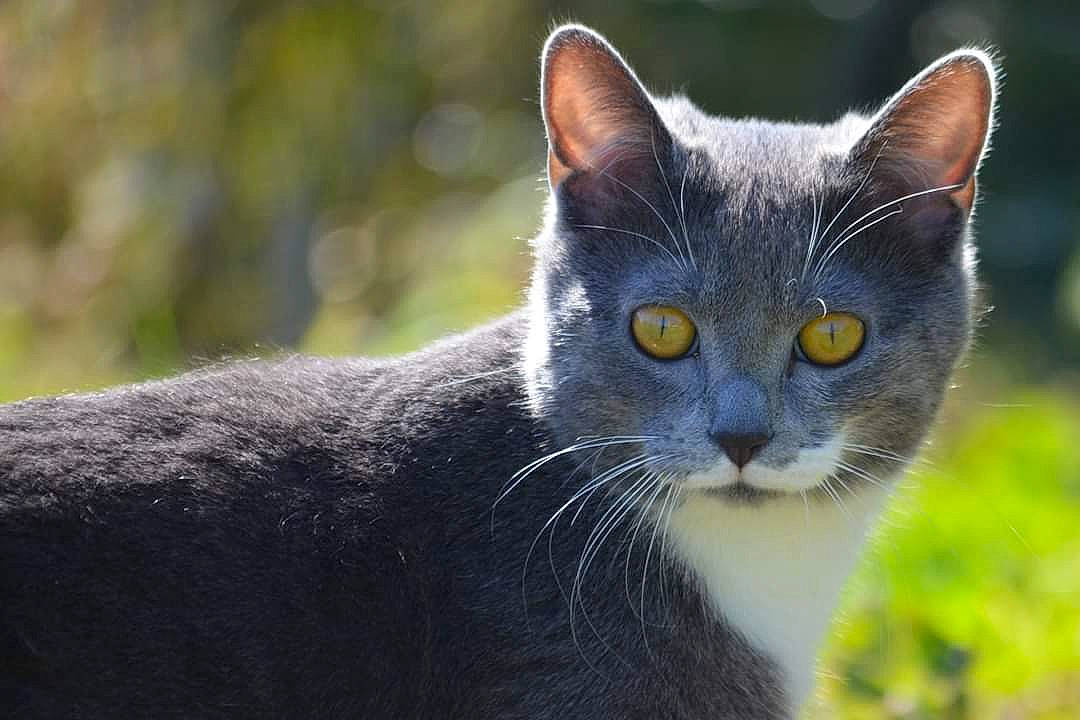 Poppy a rejoint le concours — aidez-le/la à gagner de superbes lots ! black_cat, british_shorthair, burmese, carnivore, cat, chartreux, close_up, domestic_short_haired_cat, ear, european_shorthair, eye, felidae, fur, grass, mammal, small_to_medium_sized_cats, snout, vertebrate, whiskers, wildlife
