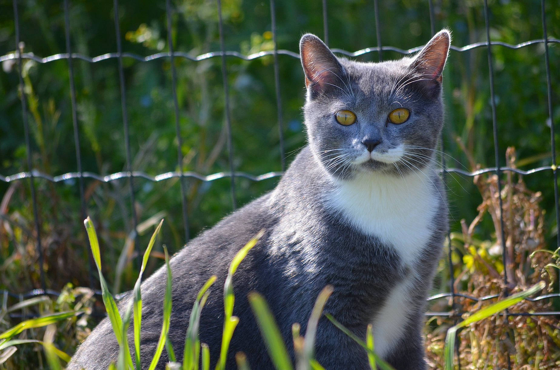 Poppy participe au concours pour gagner de l'argent avec cette photo : american_wirehair, asian, british_shorthair, carnivore, cat, chartreux, domestic_short_haired_cat, european_shorthair, felidae, fur, grass, mammal, plant, small_to_medium_sized_cats, snout, terrestrial_animal, vertebrate, whiskers, wild_cat, wildlife