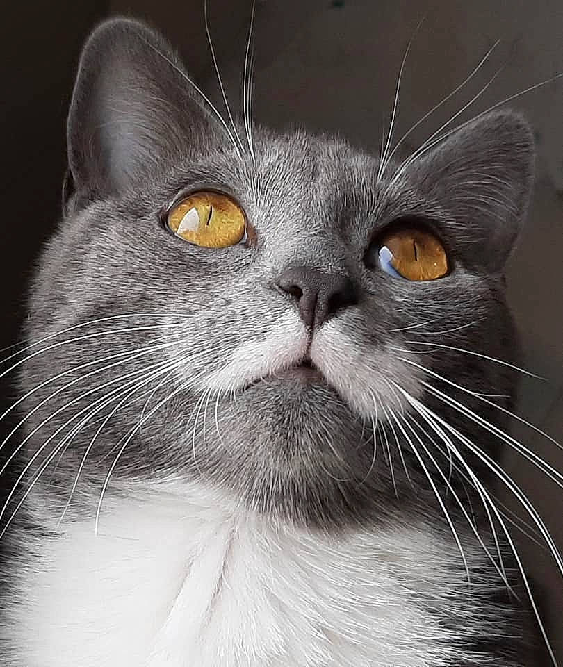 Poppy a rejoint le concours — aidez-le/la à gagner de superbes lots ! asian, black_and_white, british_shorthair, burmese, carnivore, cat, chartreux, close_up, domestic_short_haired_cat, eye, felidae, fur, mammal, nose, small_to_medium_sized_cats, snout, whiskers