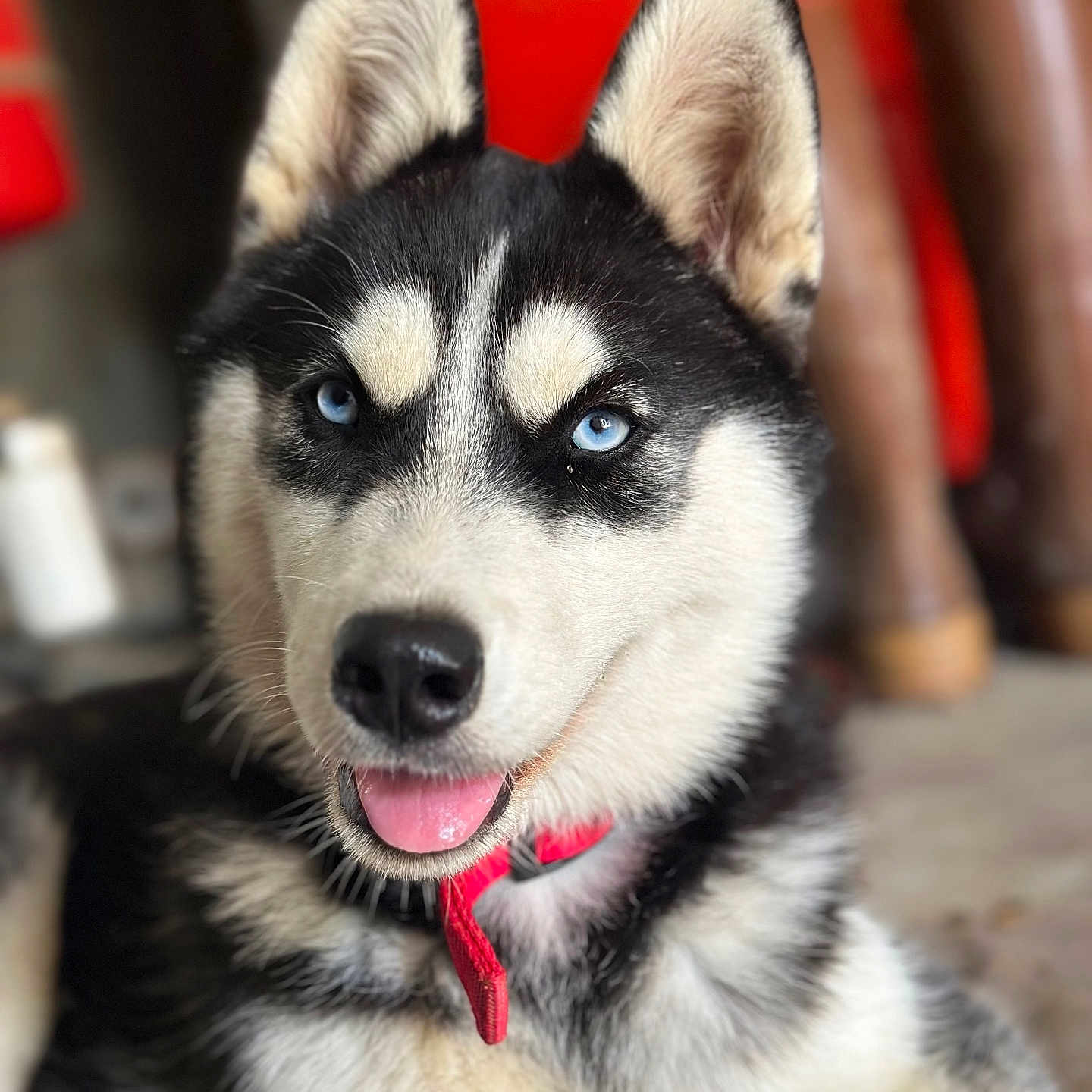 Vista participe au concours pour gagner de l'argent avec cette photo : animal, bodypart, canine, dog, eskimodog, husky, mouth, person, pet, puppy, snout, tongue, whitedog