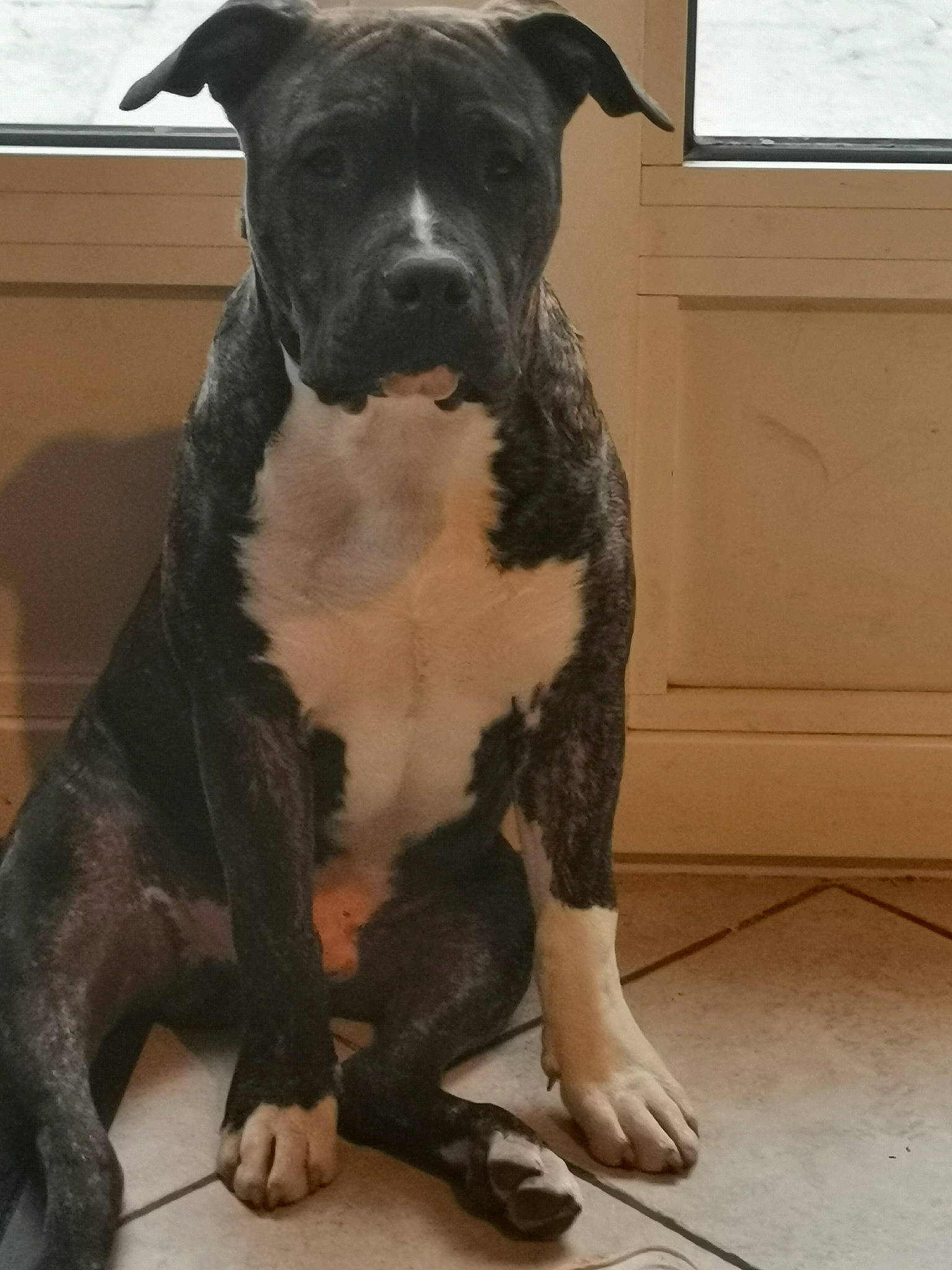 Railley a rejoint le concours — aidez-le/la à gagner de superbes lots ! ancient_dog_breeds, canidae, carnivore, companion_dog, dog, dog_breed, dog_collar, fawn, guard_dog, molosser, non_sporting_group, snout, sporting_group, tail, terrestrial_animal, toy_dog, whiskers, window, working_animal, working_dog