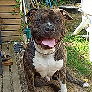 Raillez participe au concours pour gagner de l'argent avec cette photo : animal, architecture, backyard, boxer, building, bulldog, canine, dog, frenchbulldog, grass, nature, outdoors, path, pet, pitbull, plant, plywood, walkway, wood, yard