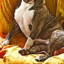 animal, architecture, blanket, bostonbull, boxer, building, bulldog, canine, couch, cushion, dog, frenchbulldog, furniture, homedecor, indoors, interiordesign, livingroom, pet, pitbull, puppy