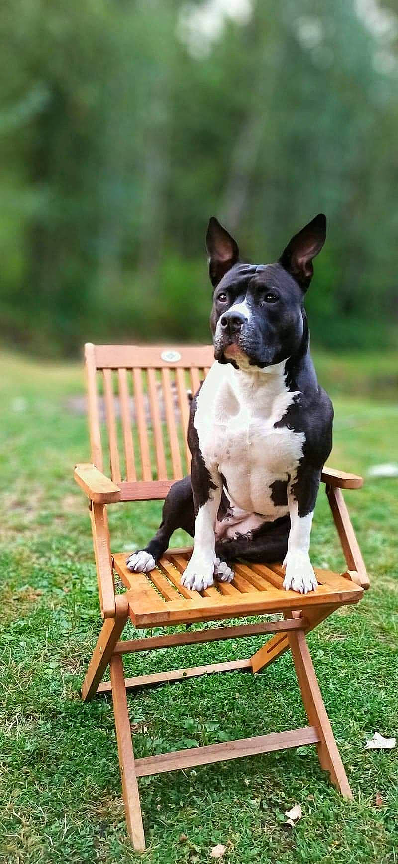 Nerka a rejoint le concours — aidez-le/la à gagner de superbes lots ! american_staffordshire_terrier, boston_terrier, bull_and_terrier, bull_terrier_miniature, canidae, carnivore, chair, companion_dog, dog, dog_breed, fawn, mammal, non_sporting_group, sitting, terrier, vertebrate