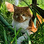 abyssinian, animal, cat, field, grass, grassland, green, herbal, herbs, jar, kitten, lawn, leaf, manx, nature, outdoors, pet, plant, pottedplant, vegetation